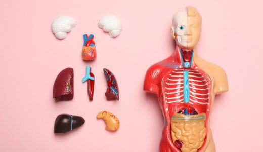 【医学生向け】解剖学の効果的な勉強法､本やアプリのおすすめは?
